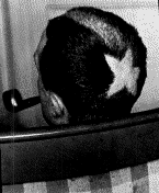Marcel Duchamp, Tonsure