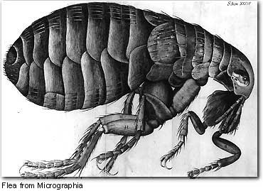 Flea from Micrographia
